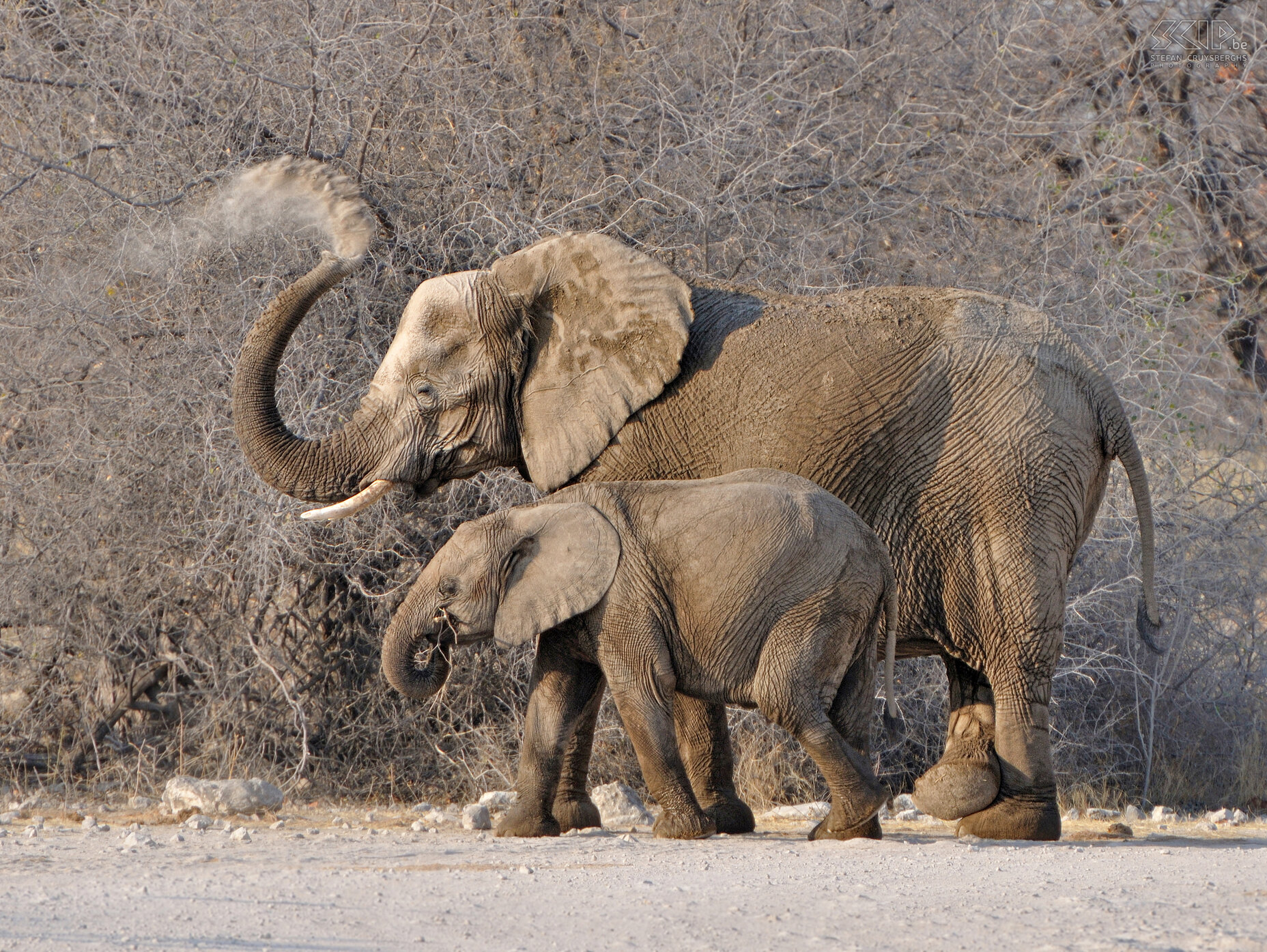 Etosha - Goas - Olifanten  Stefan Cruysberghs